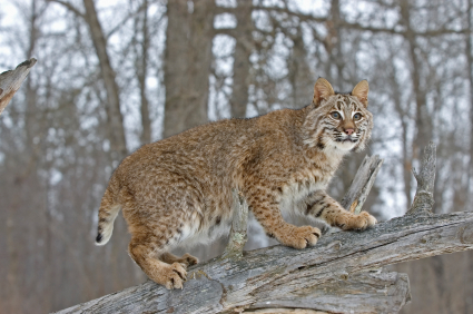 Bobcat Control: Trapping &amp; Removal Service