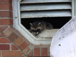 raccoon looking out of attic vent in kansas city