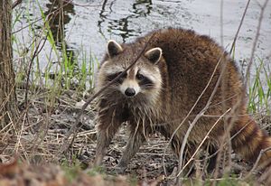 raccoon dropping removal in Kansas City Metro