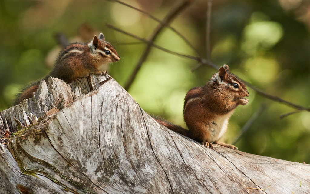 Chipmunk Trapping, Removal & Repairs