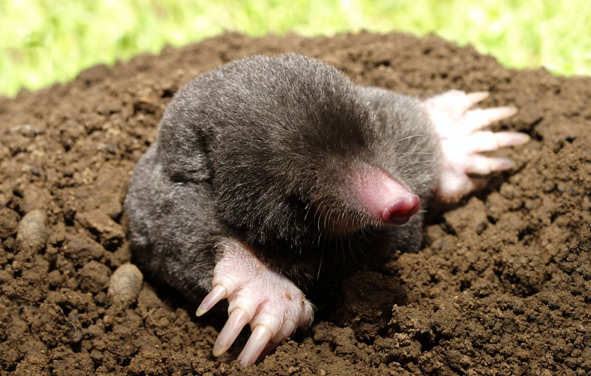 ground mole removal