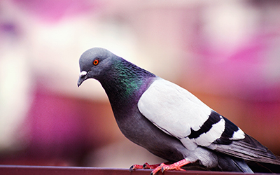 Commercial Bird Control in Kansas City