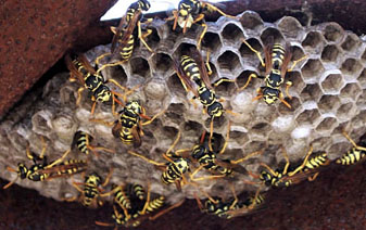 wasp removal in kansas city
