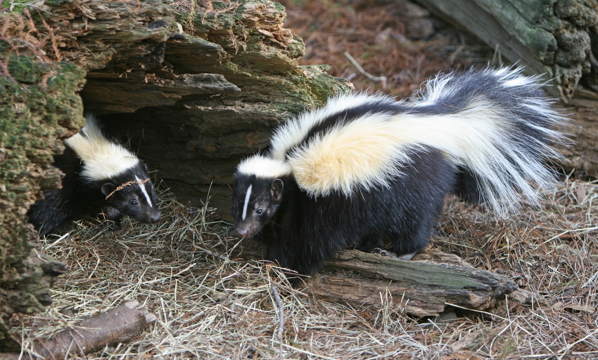 Pair of Skunks Burrowing in Hollow Log Den in Kansas City Yard