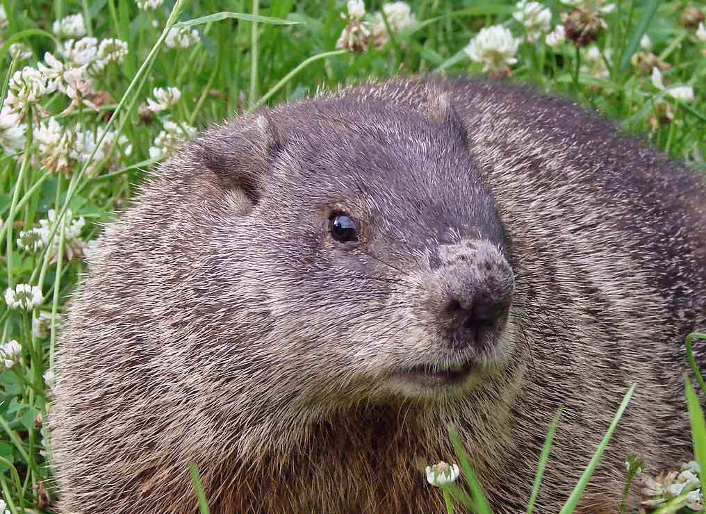 How to trap and remove problem woodchucks in New York, Woodchuck